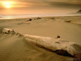 driftwood_sunset.jpg