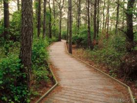 path.jpg